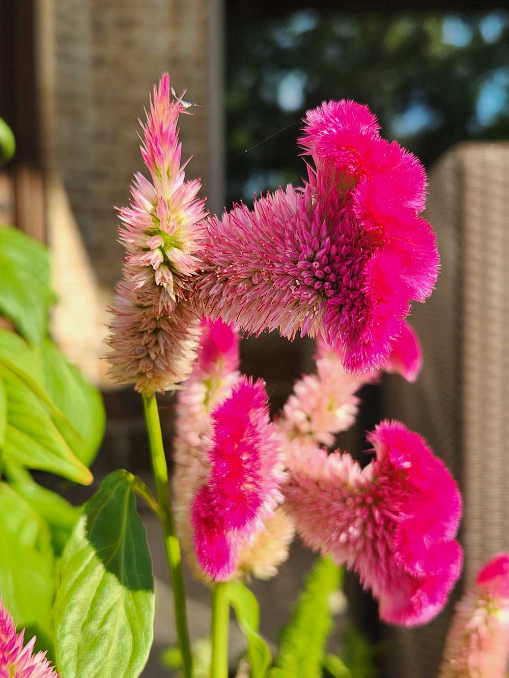 Cockscomb Celosia