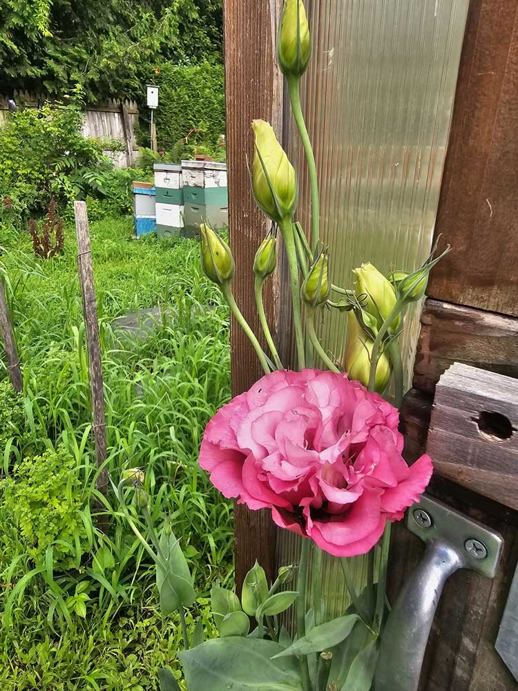 Lisianthus and bees