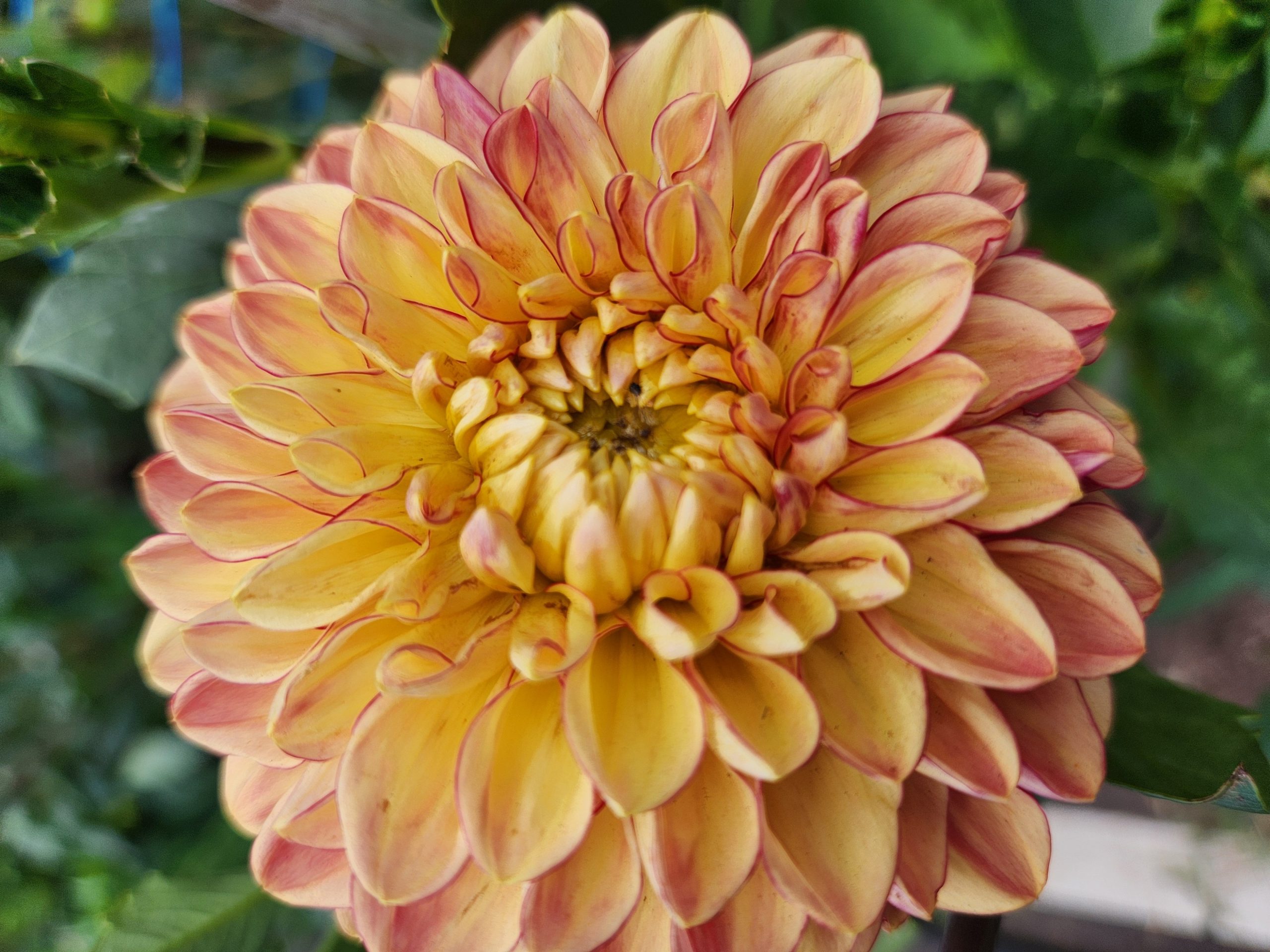 Dinnerplate Dahlias in Hawaii