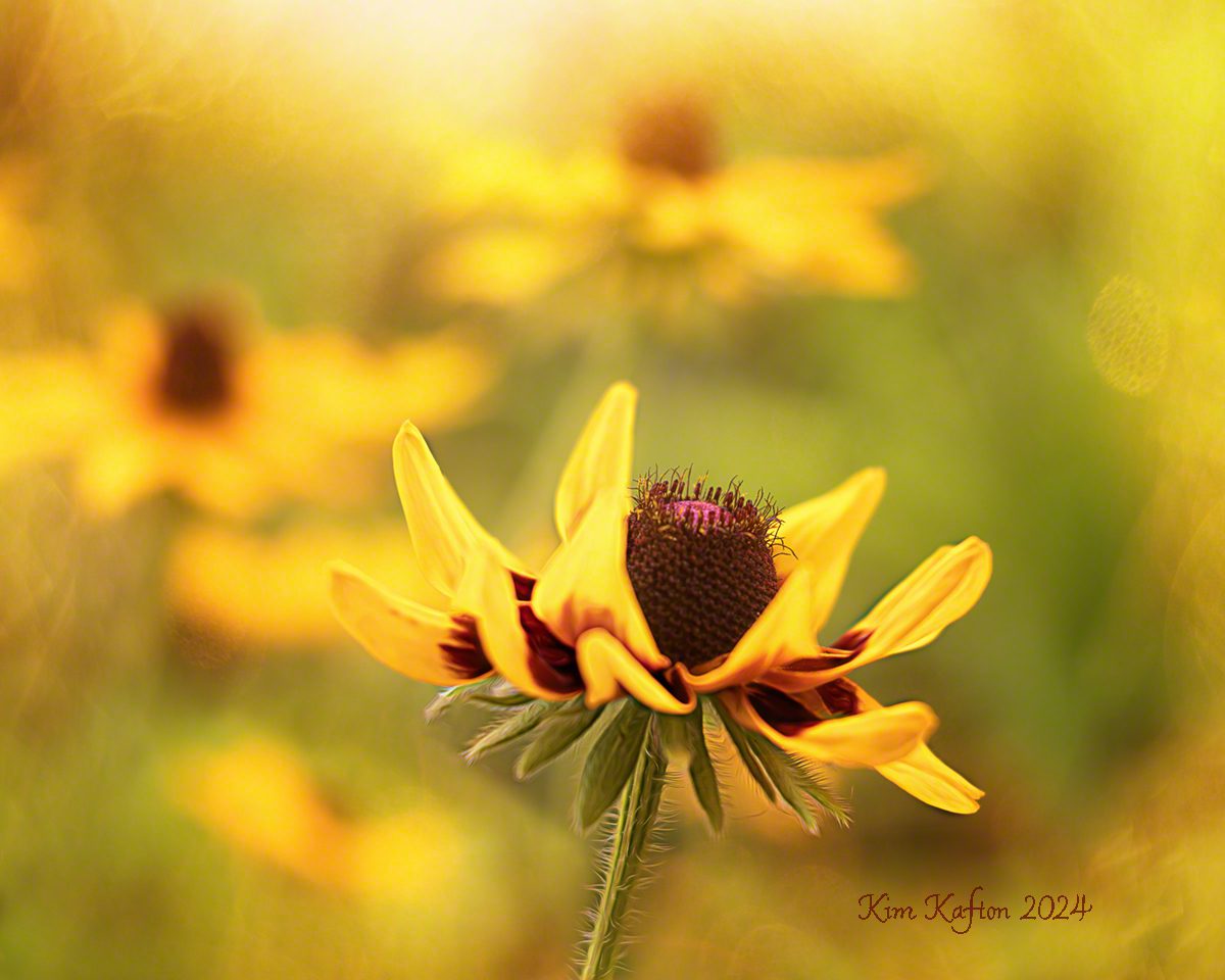 Rudbeckia morning