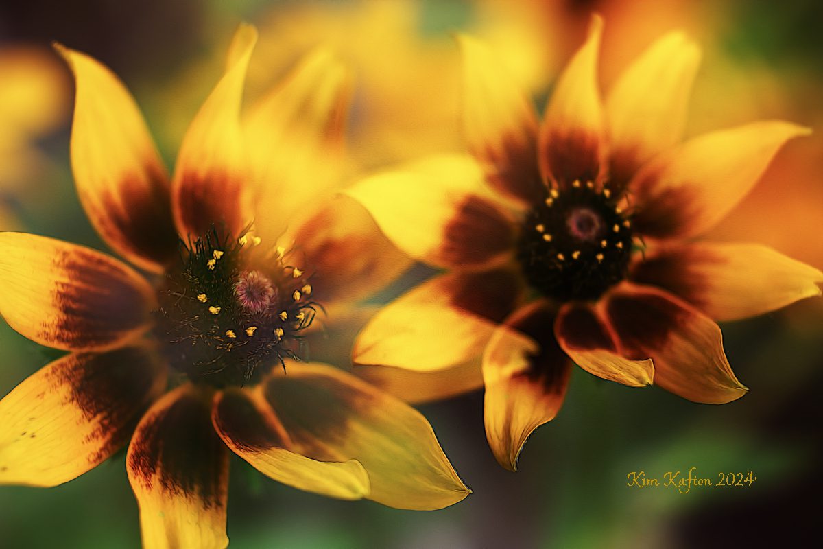 Rudbeckia twins.