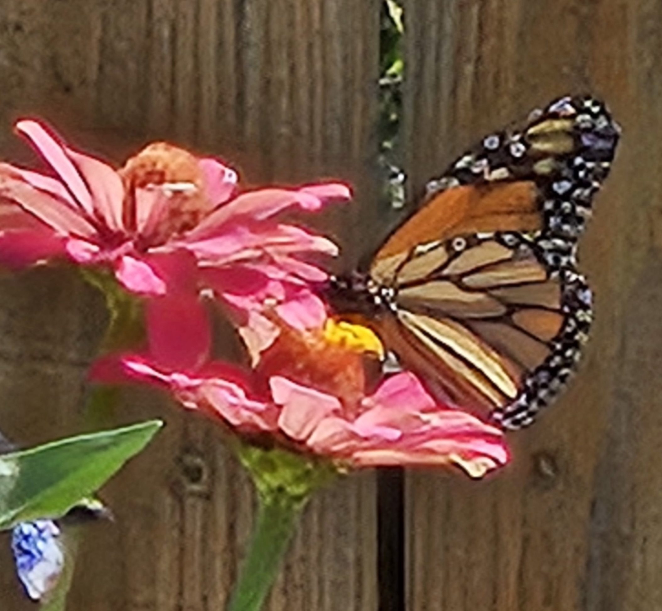 Monarch Butterfly