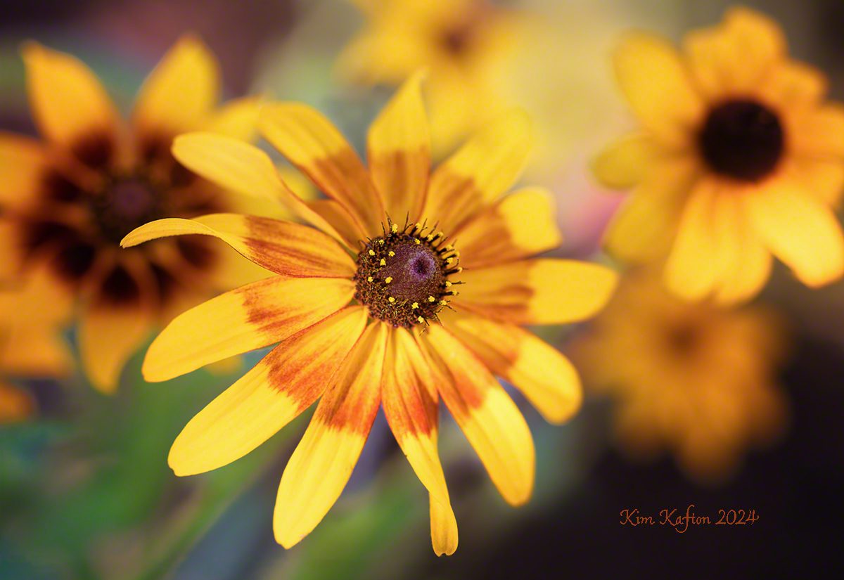 Rudbeckia family.