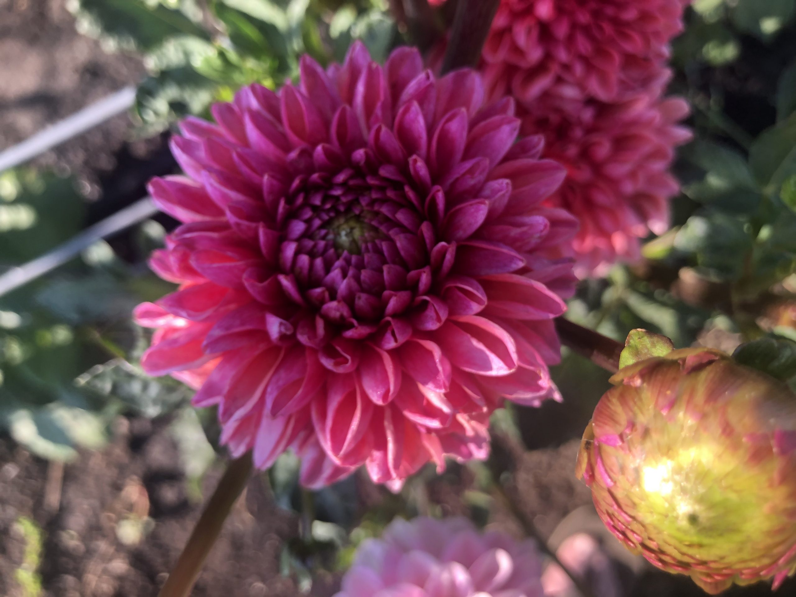 Dahlia’s at Dawn