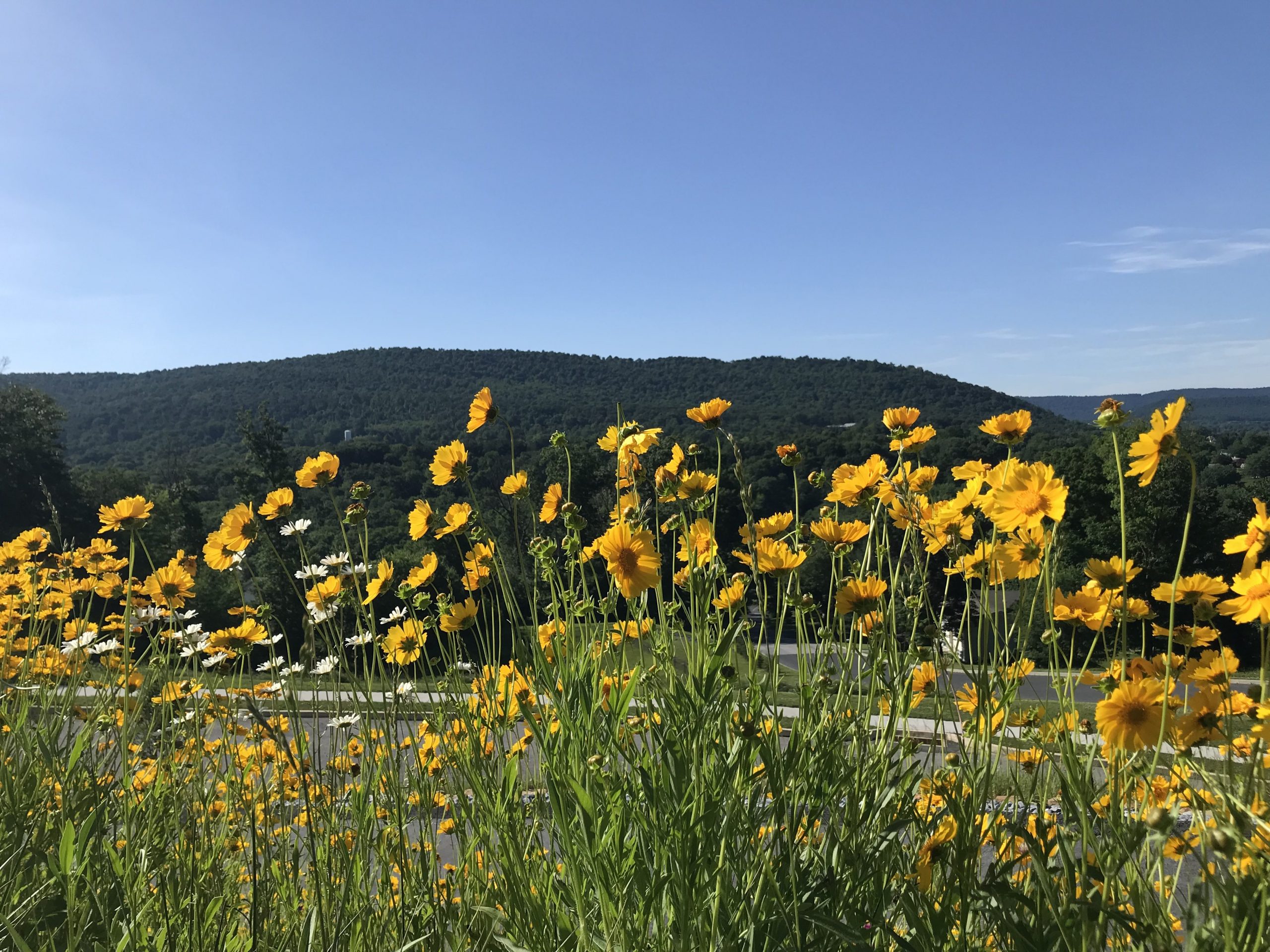 My spring bank of Coreopsis