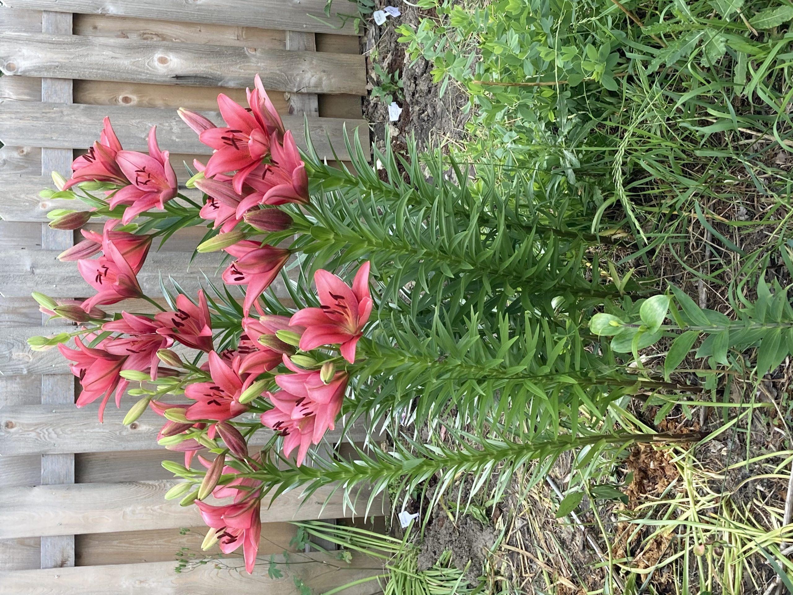 My Lilies