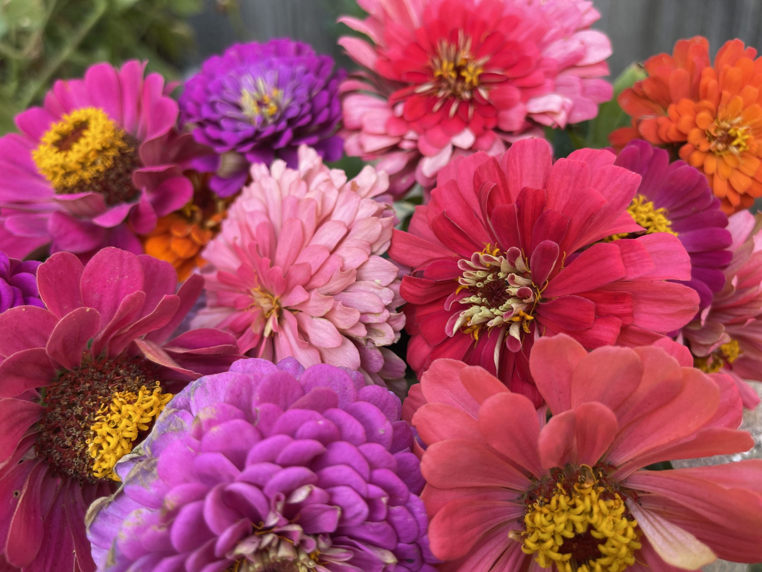 Zinnias!