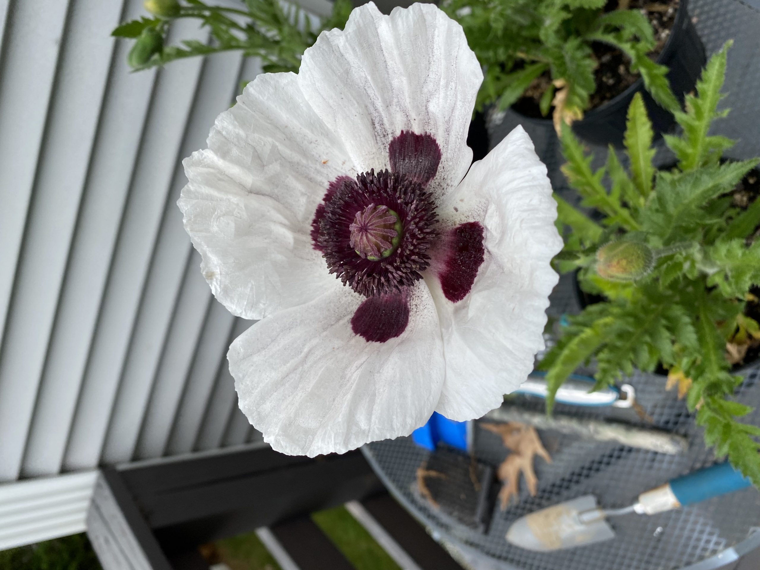 Poppies