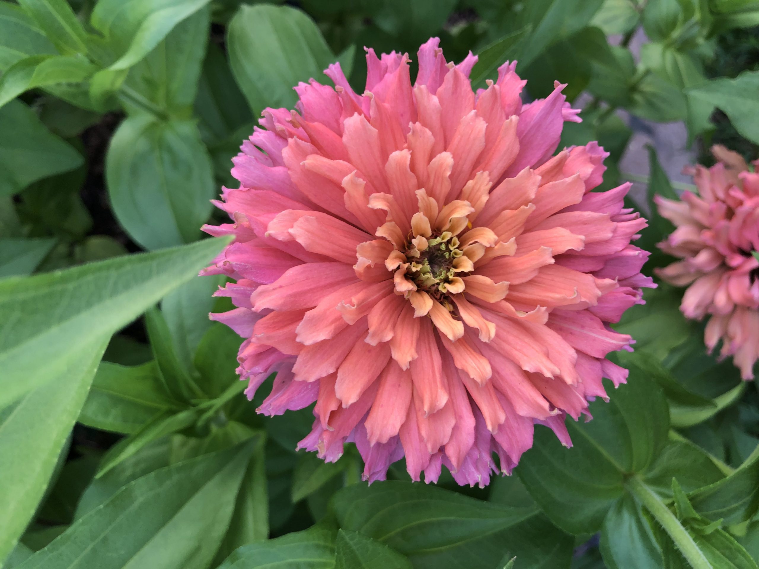 Hats off to the Senorita zinnia!