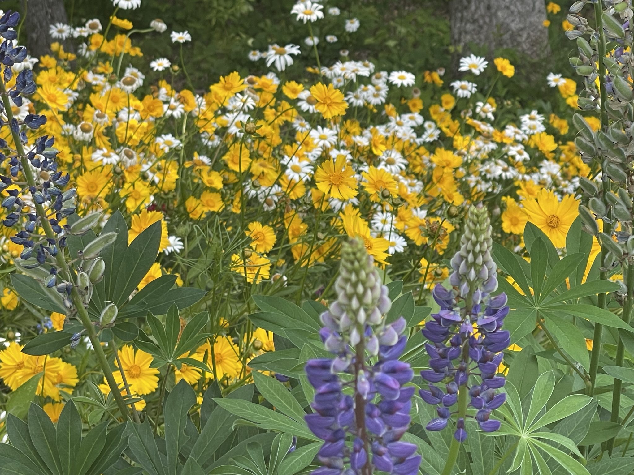 My Wildflower Garden