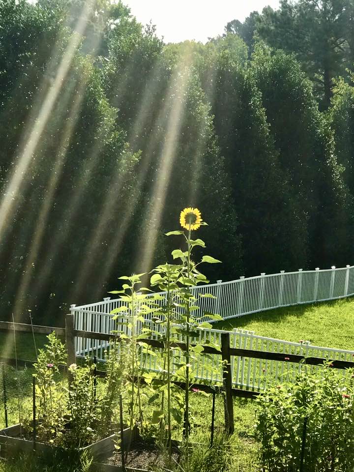 sunshine and sunflowers