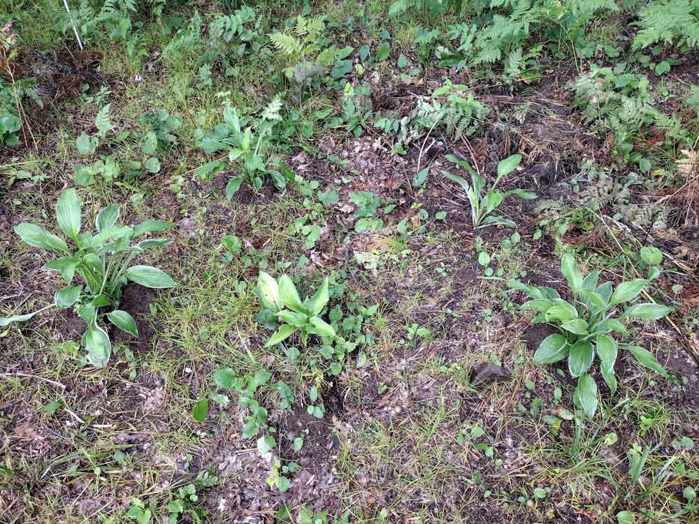 Hosta Garden