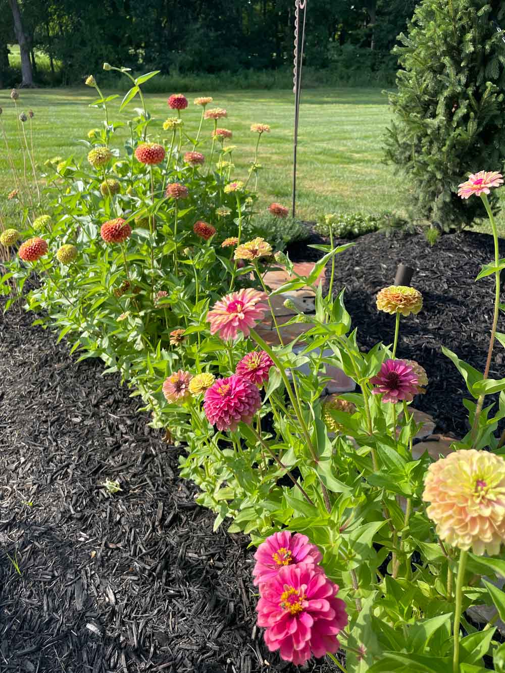 Zinnia Border