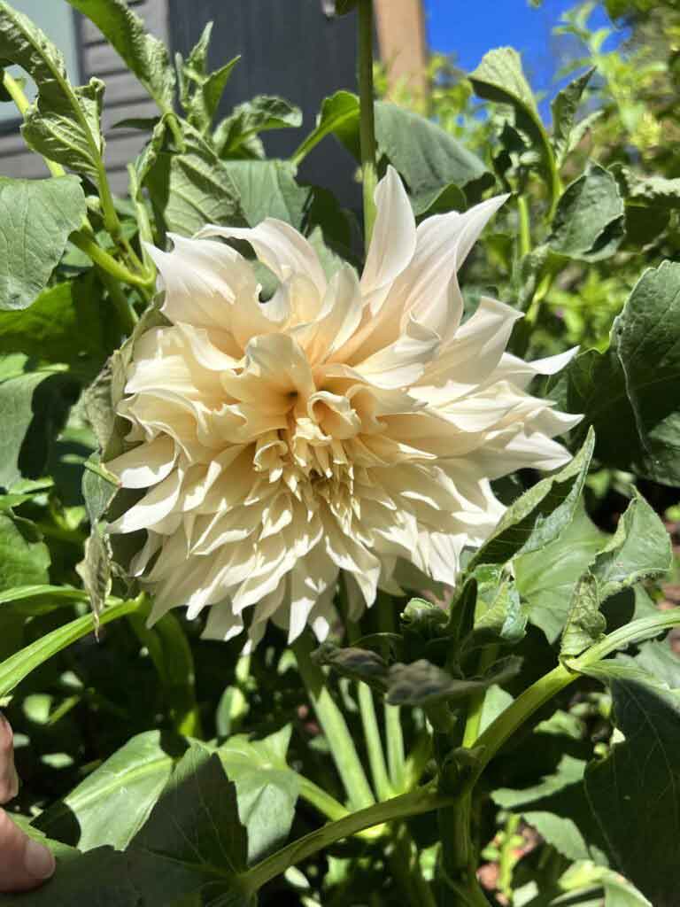 All the dahlias