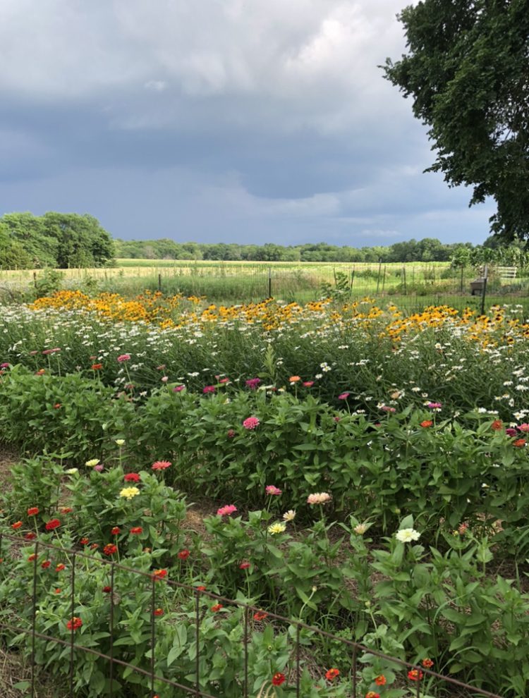 Example: My Field of Zinnias & perennial wildflower mix