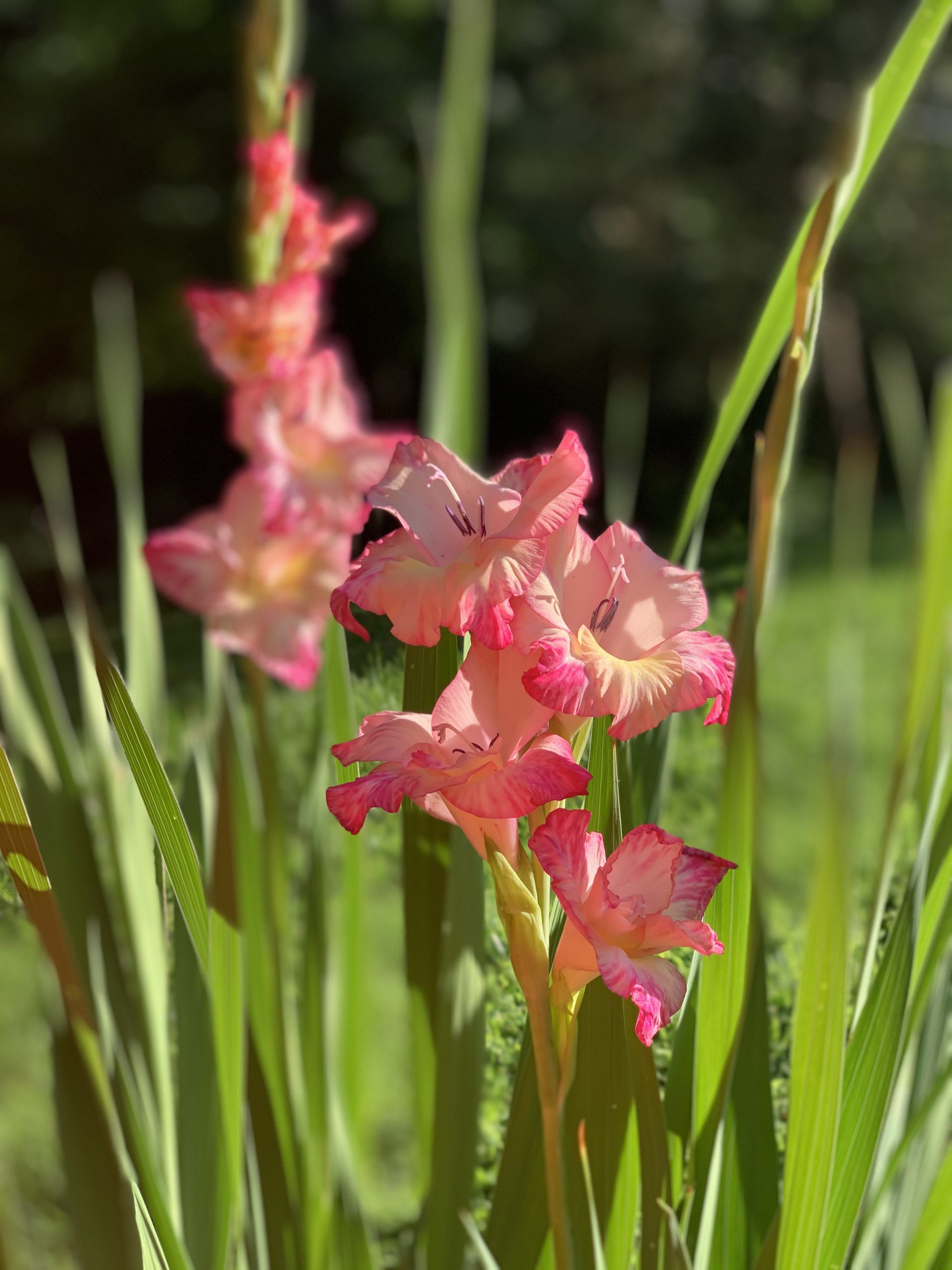 My First Gladiolus