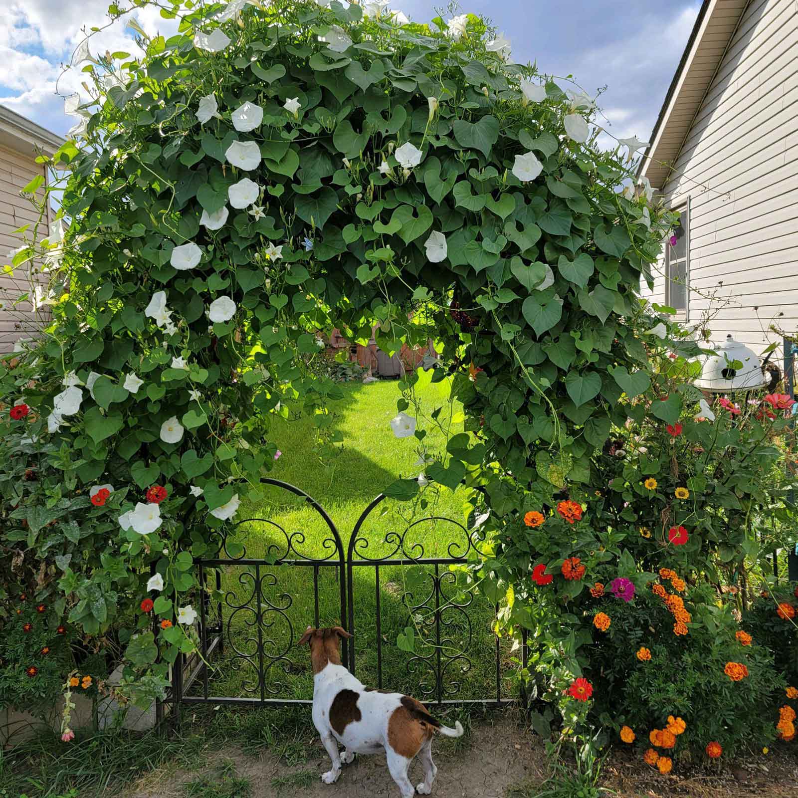 Morning Glories and Zinnias Garden Gate