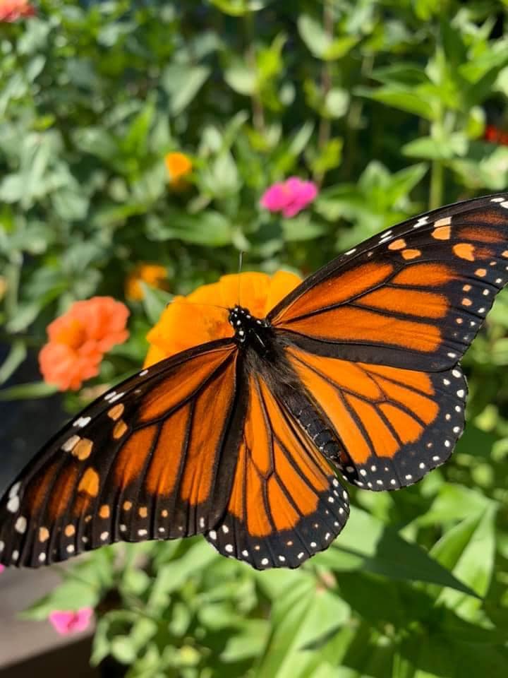 Monarchs LOVE Eden Brothers’ Zinnias