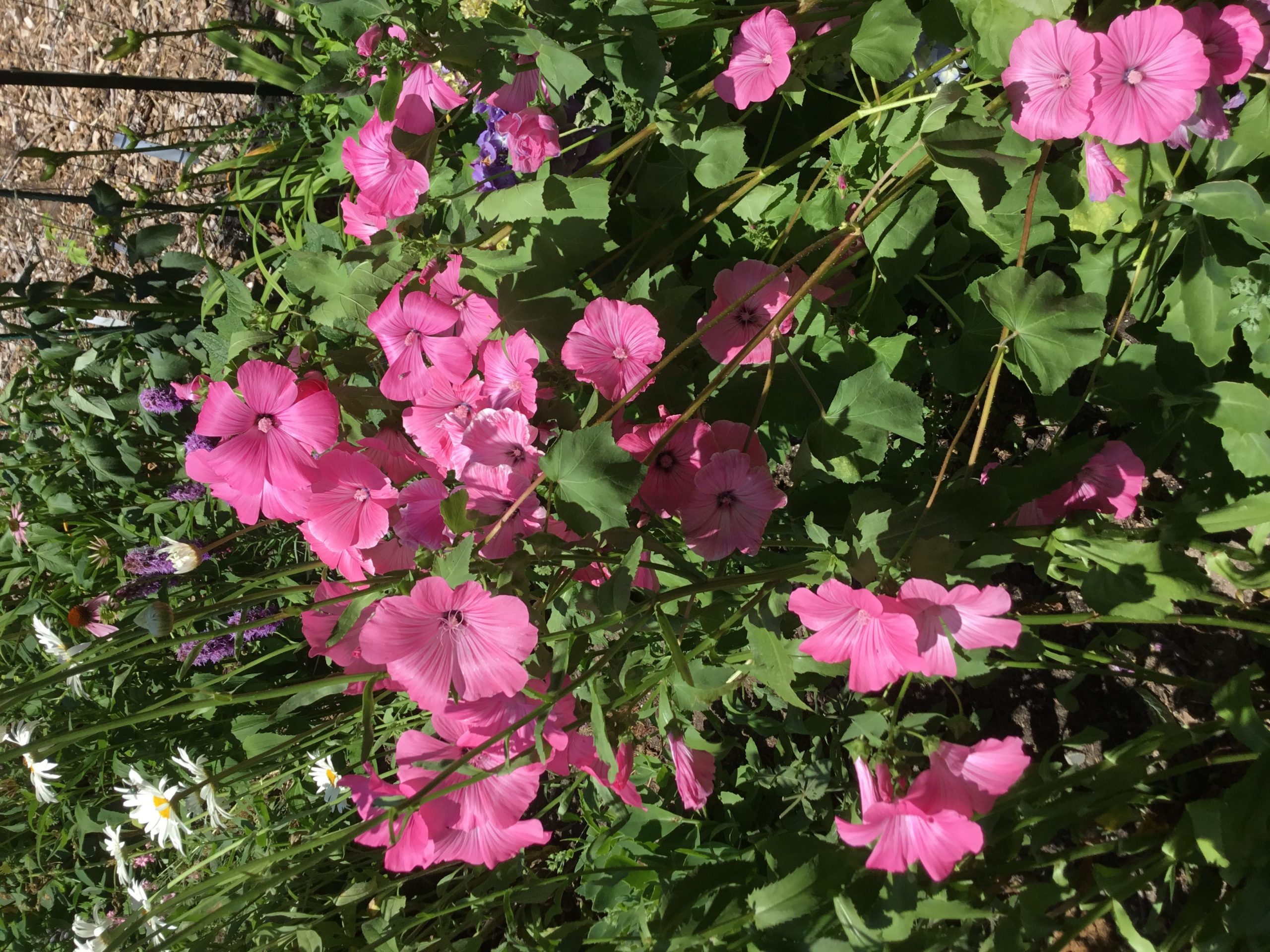 Prolific blooms of Rose Mallow Tanagra!