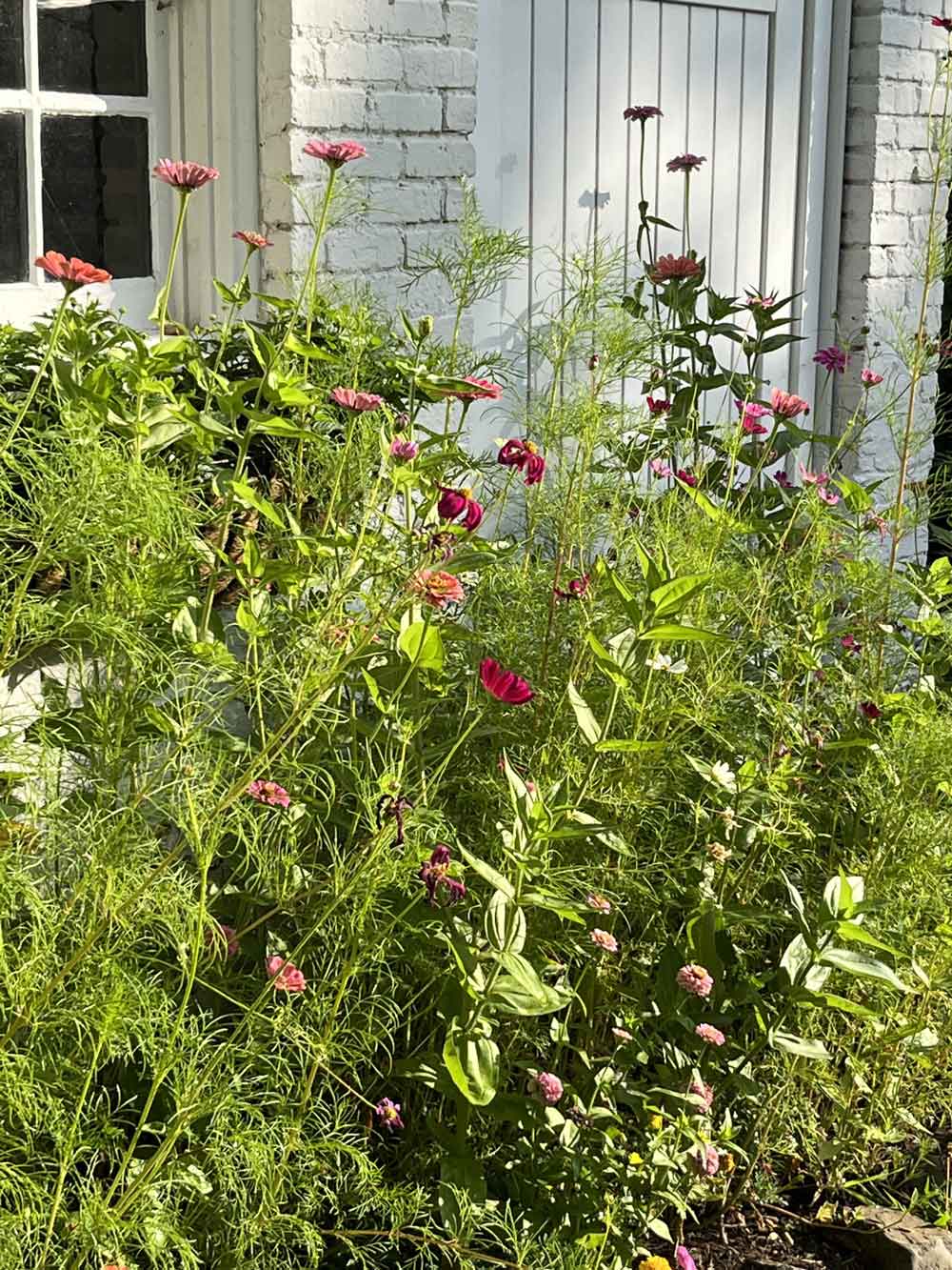 Zinnia and Cosmos