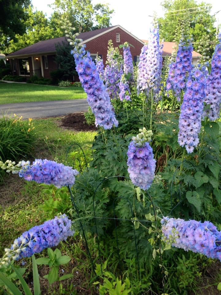 My blue delphinium