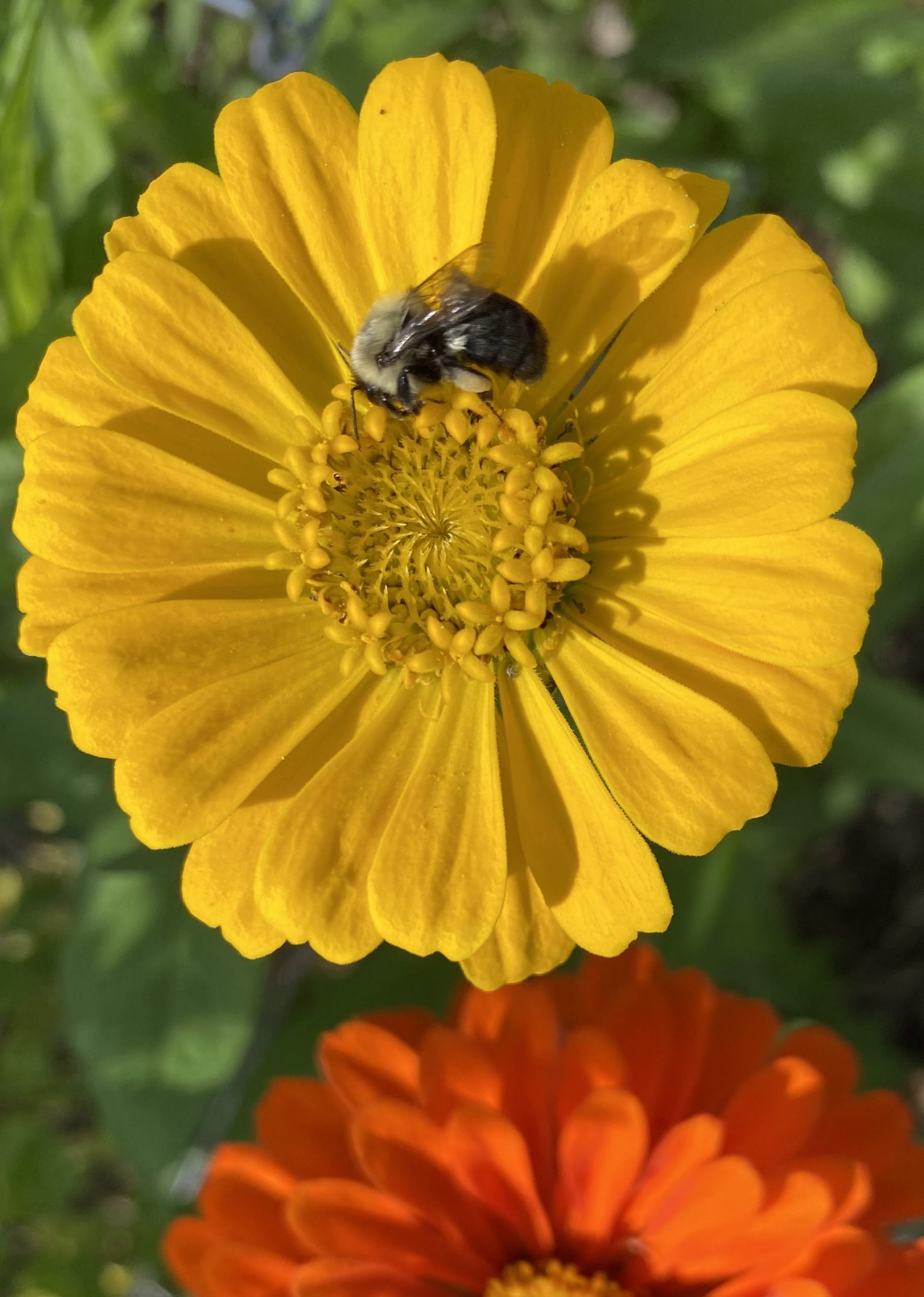 The bees love my zinnias.