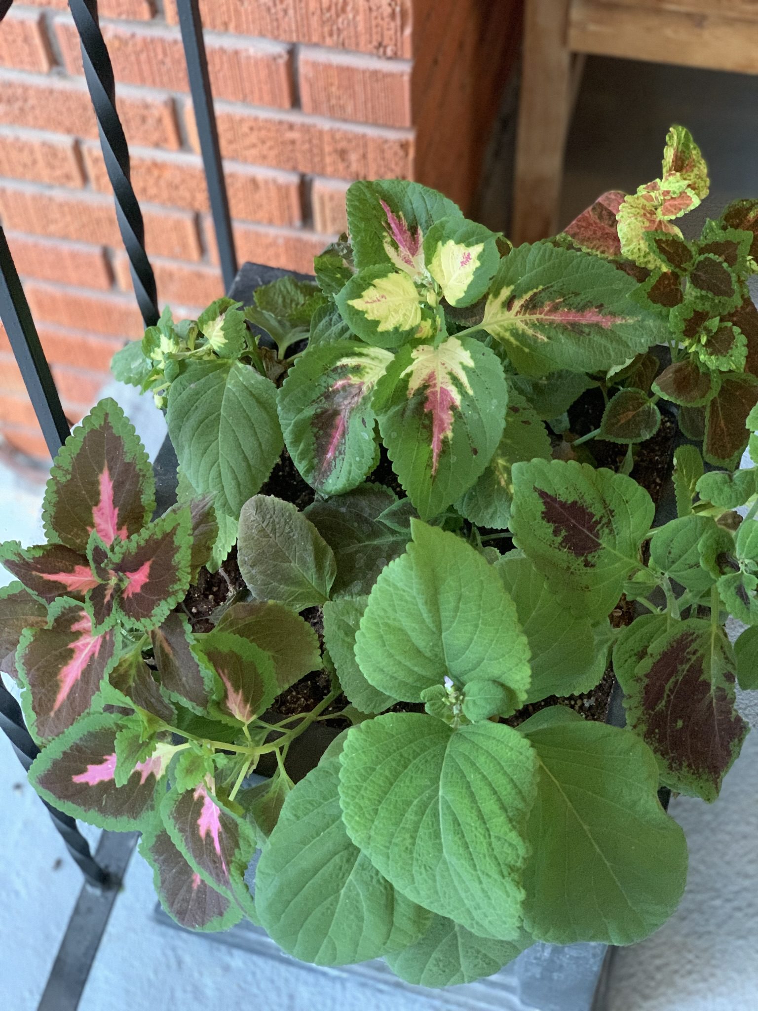 Coleus I started in February from Eden Brothers seeds!