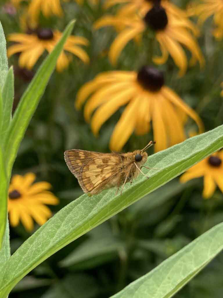 Black-eyed Susan