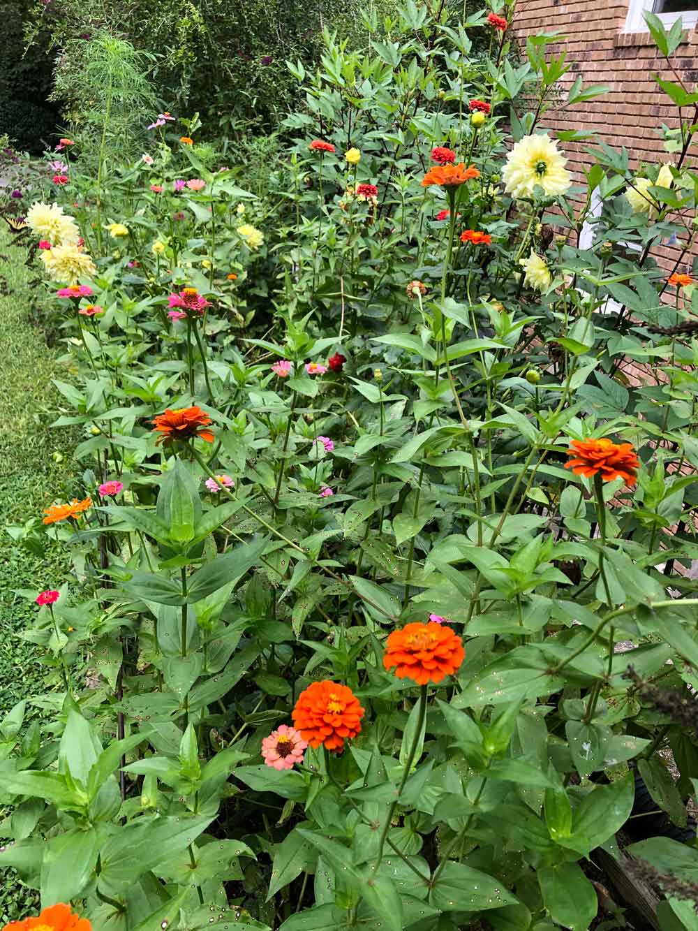 Cutting Garden Outside my Bedroom