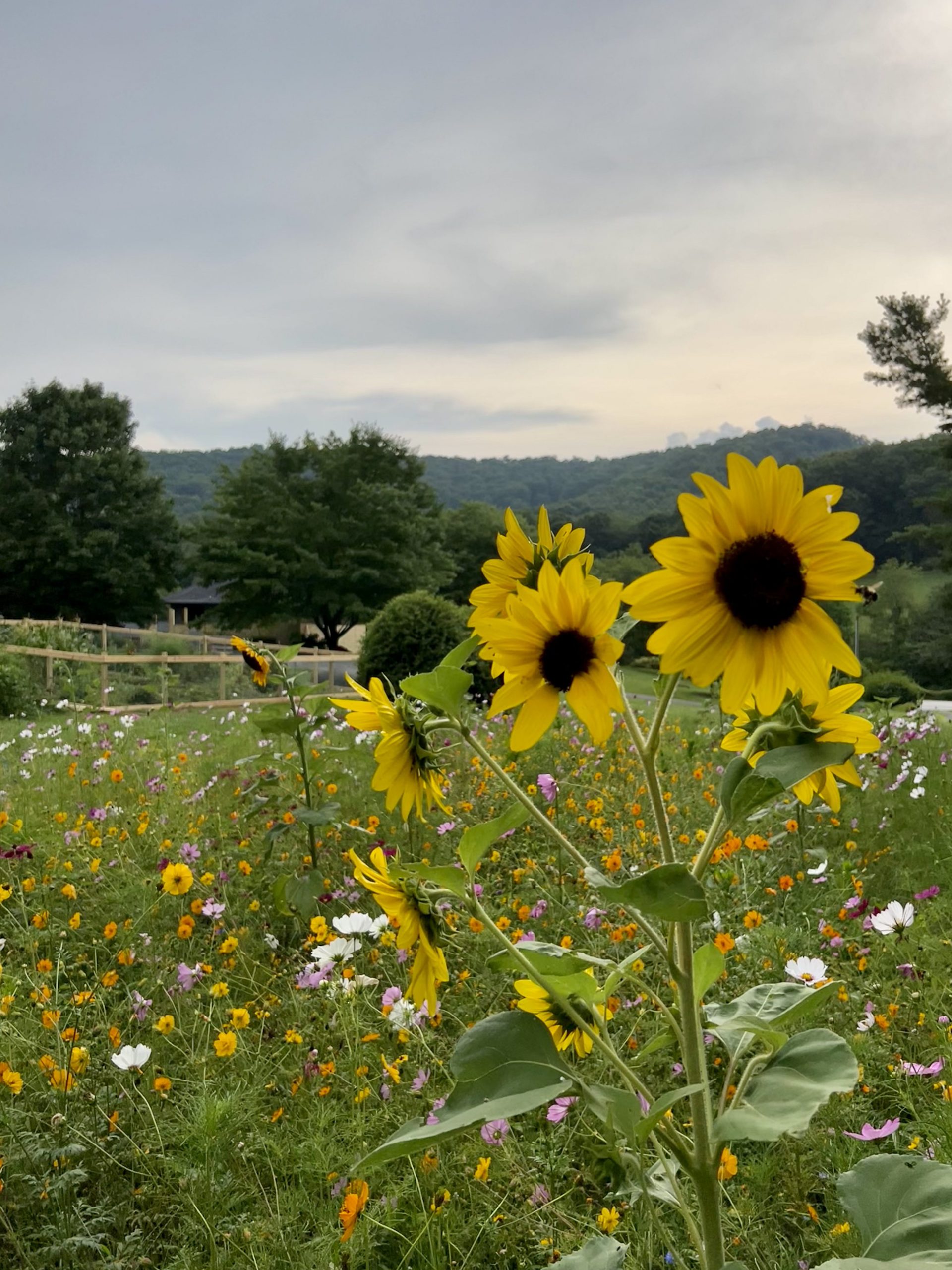 Pollinator gardens do a garden good