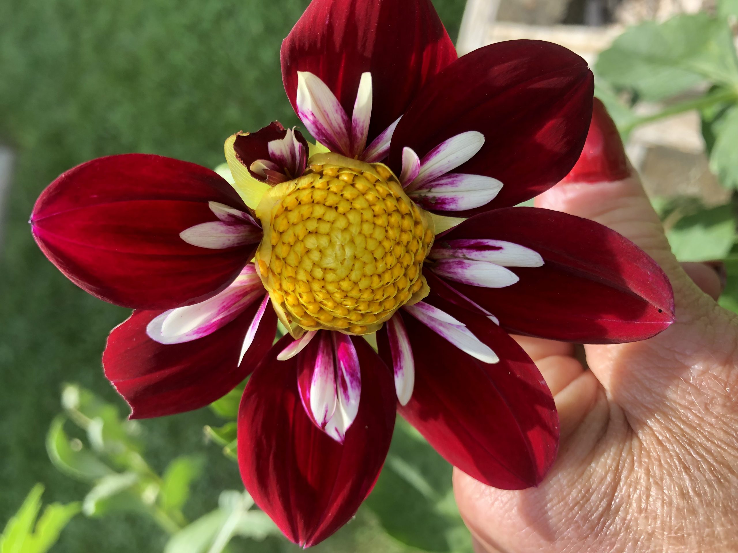 Dahlia Mary Evelyn