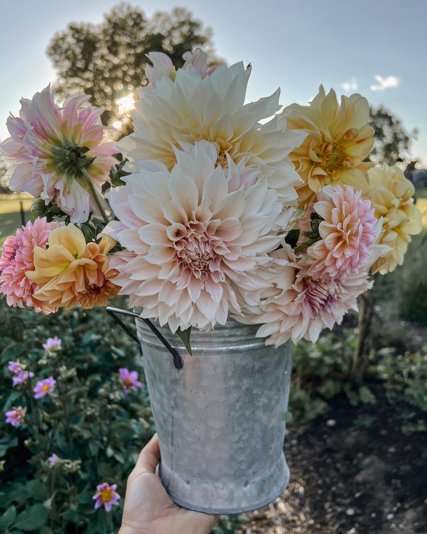 Bucket full of sunshine