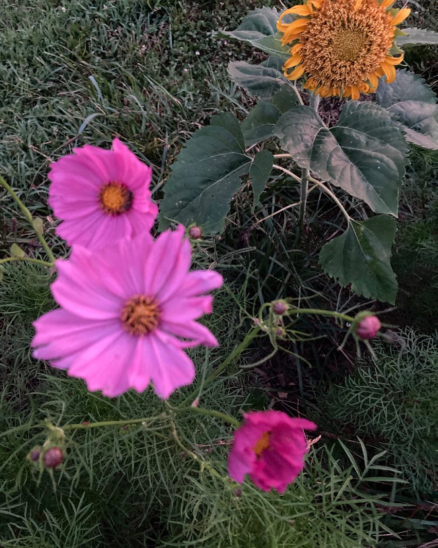 Cosmos at Night