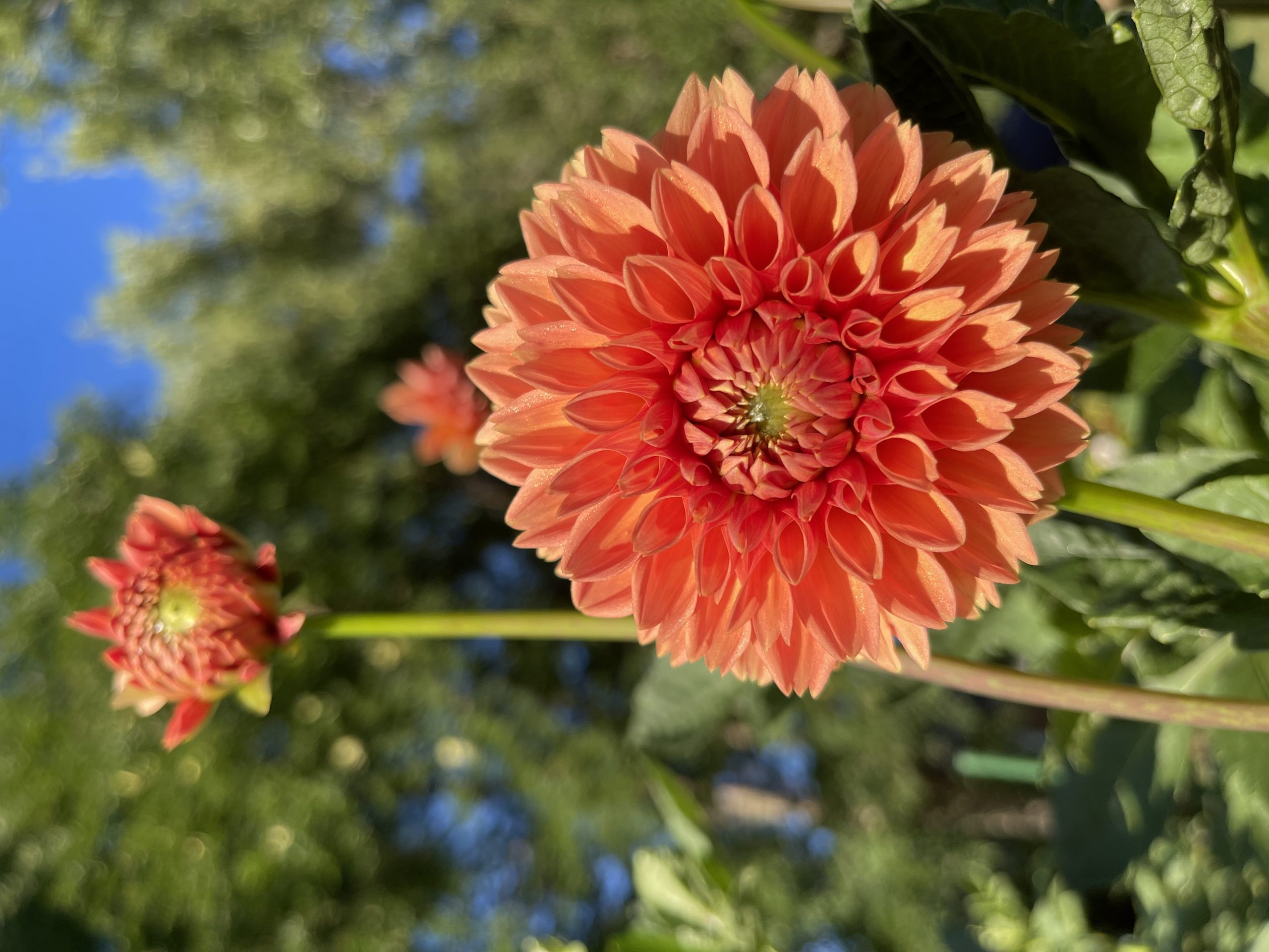 First Dahlia Ever