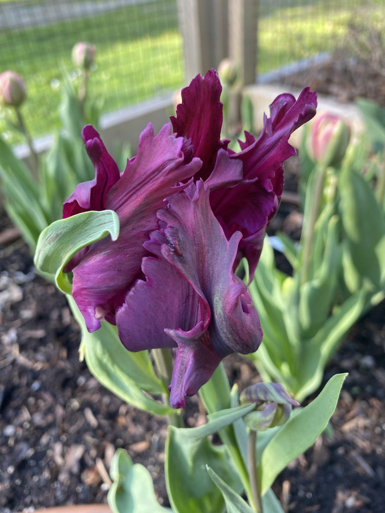 Parrott Tulips!