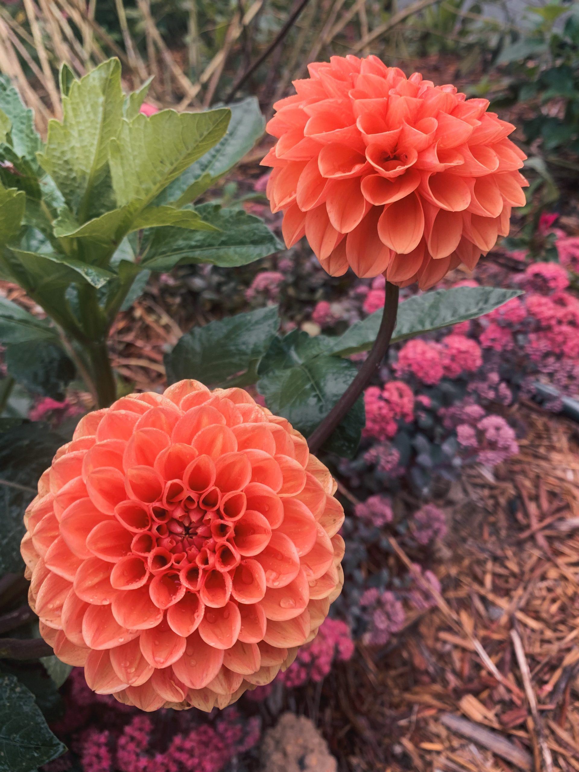 Gorgeous salmon dahlias