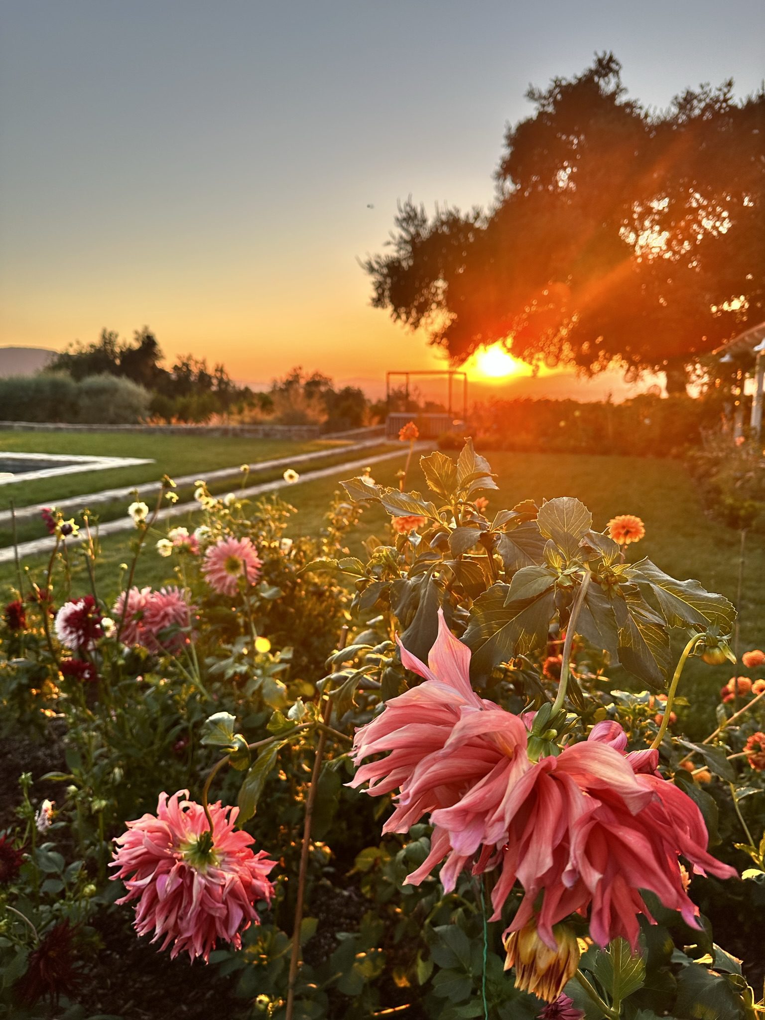 My Dahlia  Garden