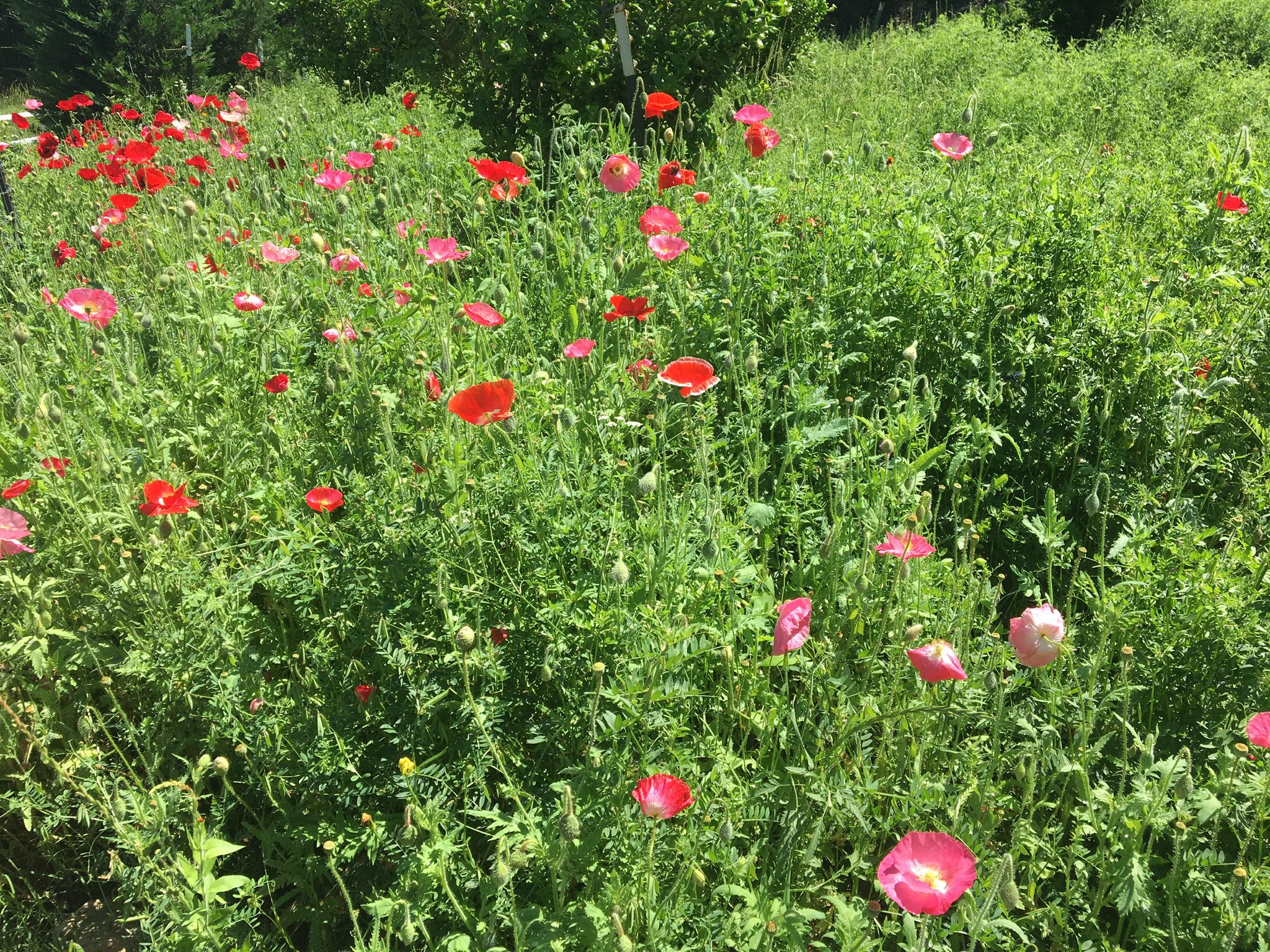 Poppies Galore!