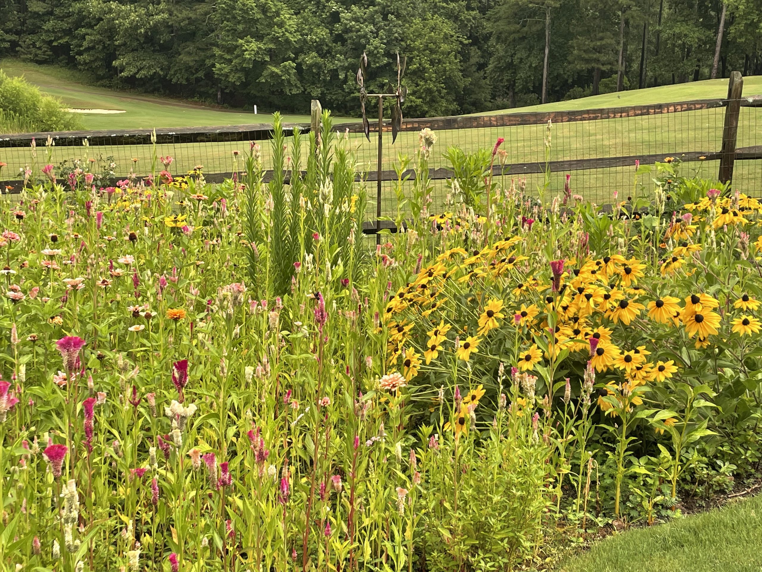 My wildflower field …a bee and butterfly paradise!