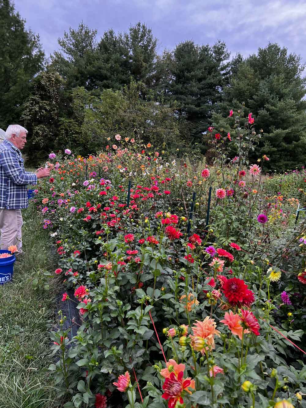 Bouquet Cutting