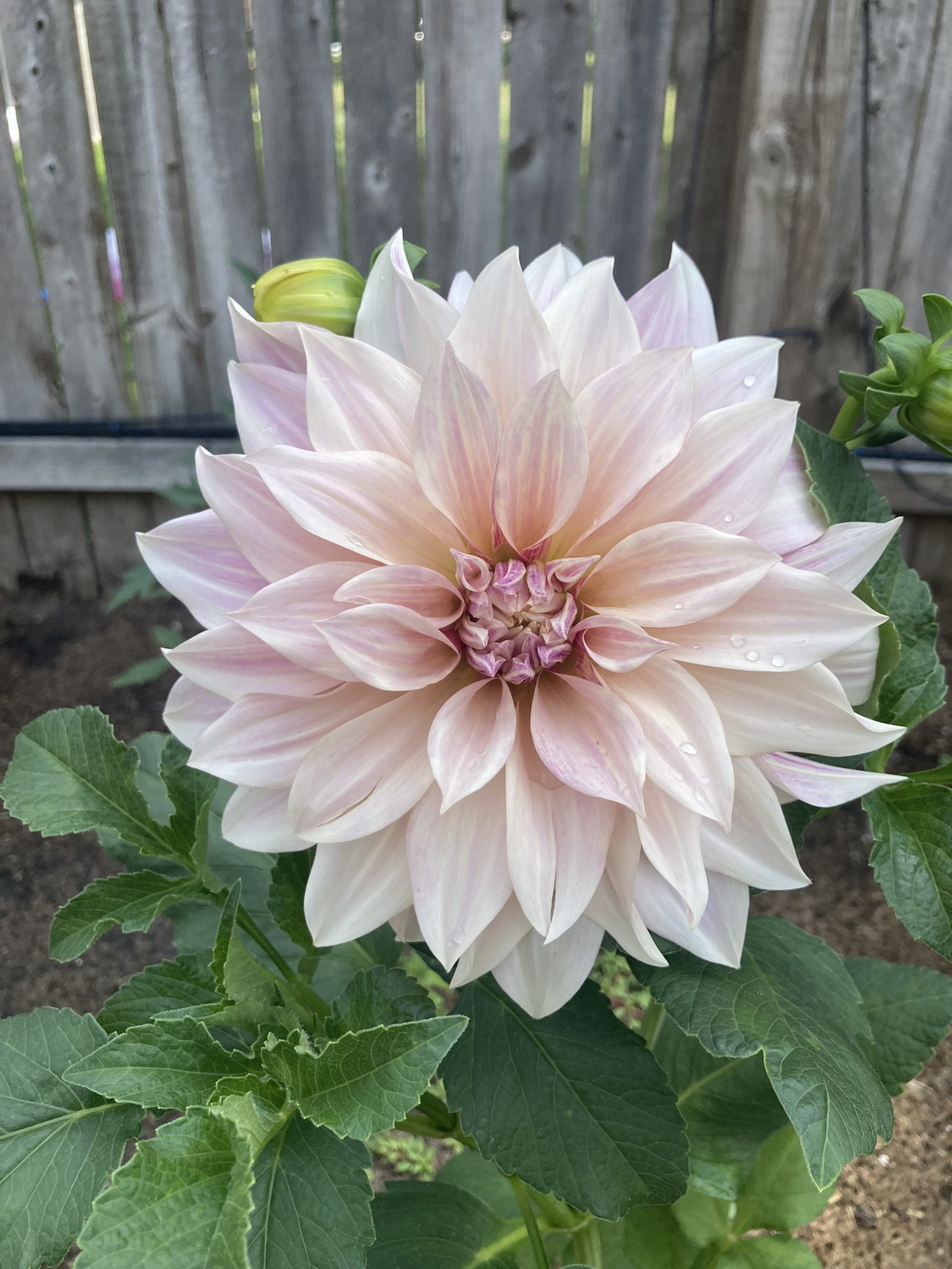 Cafe Au Lait Dahlia