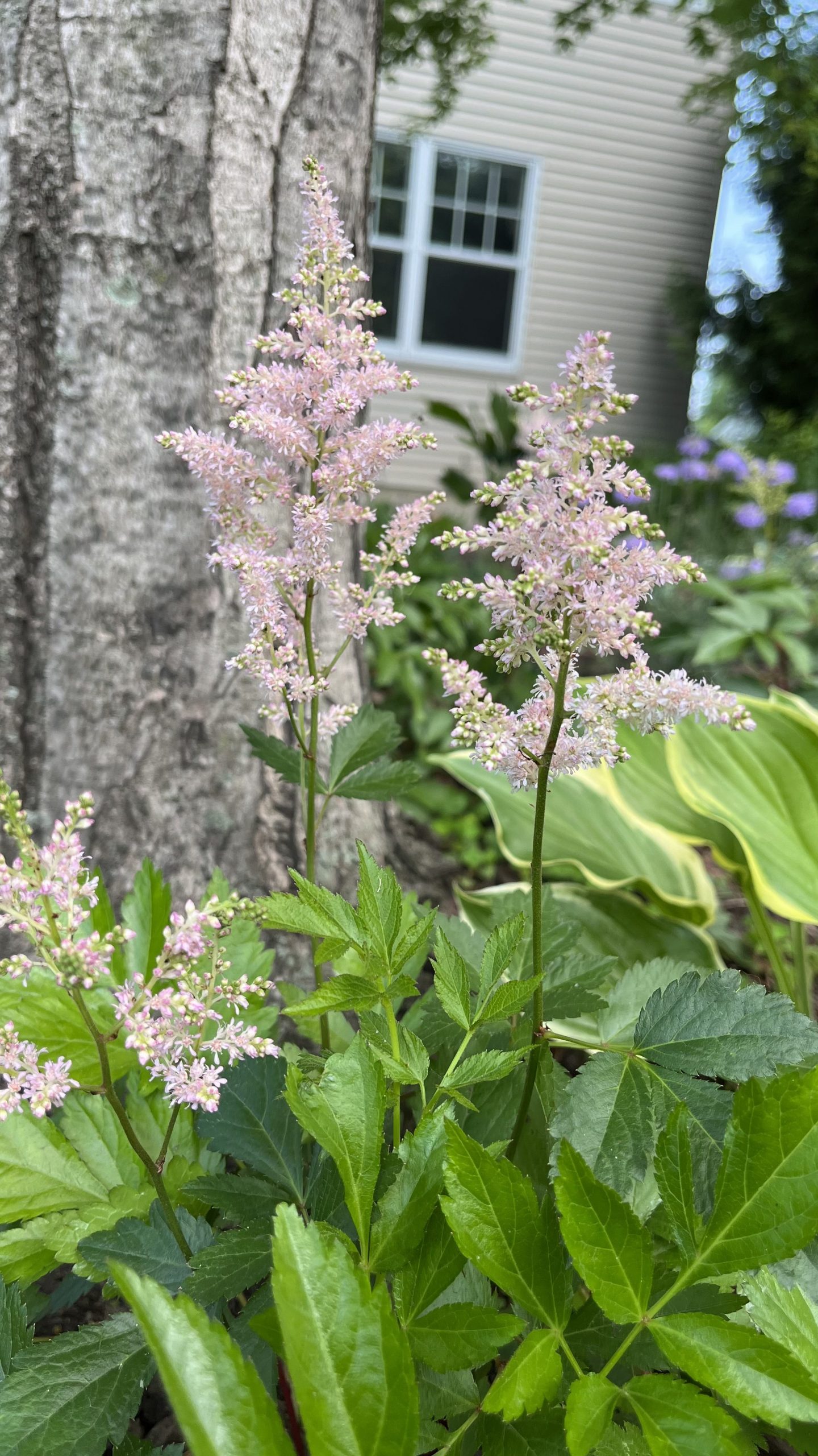 Blooming Peach Blossom Astilbe