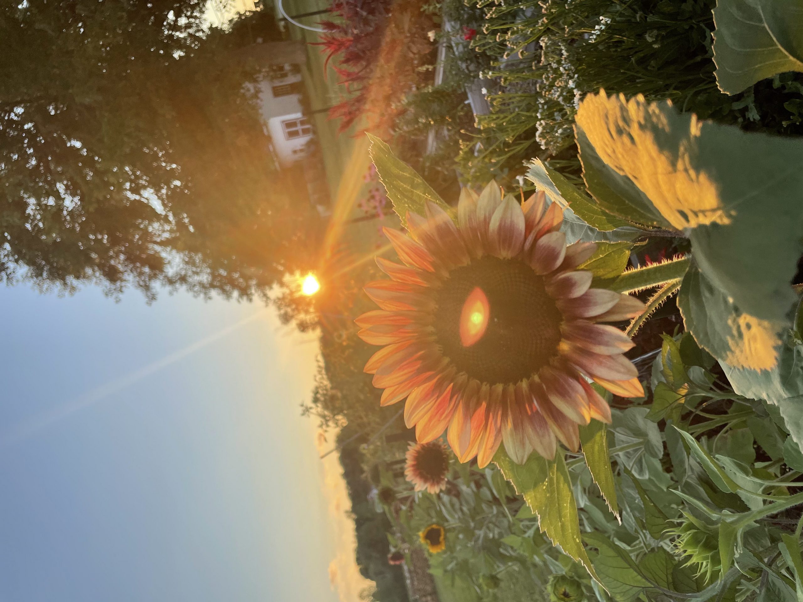 Sunset on the farm