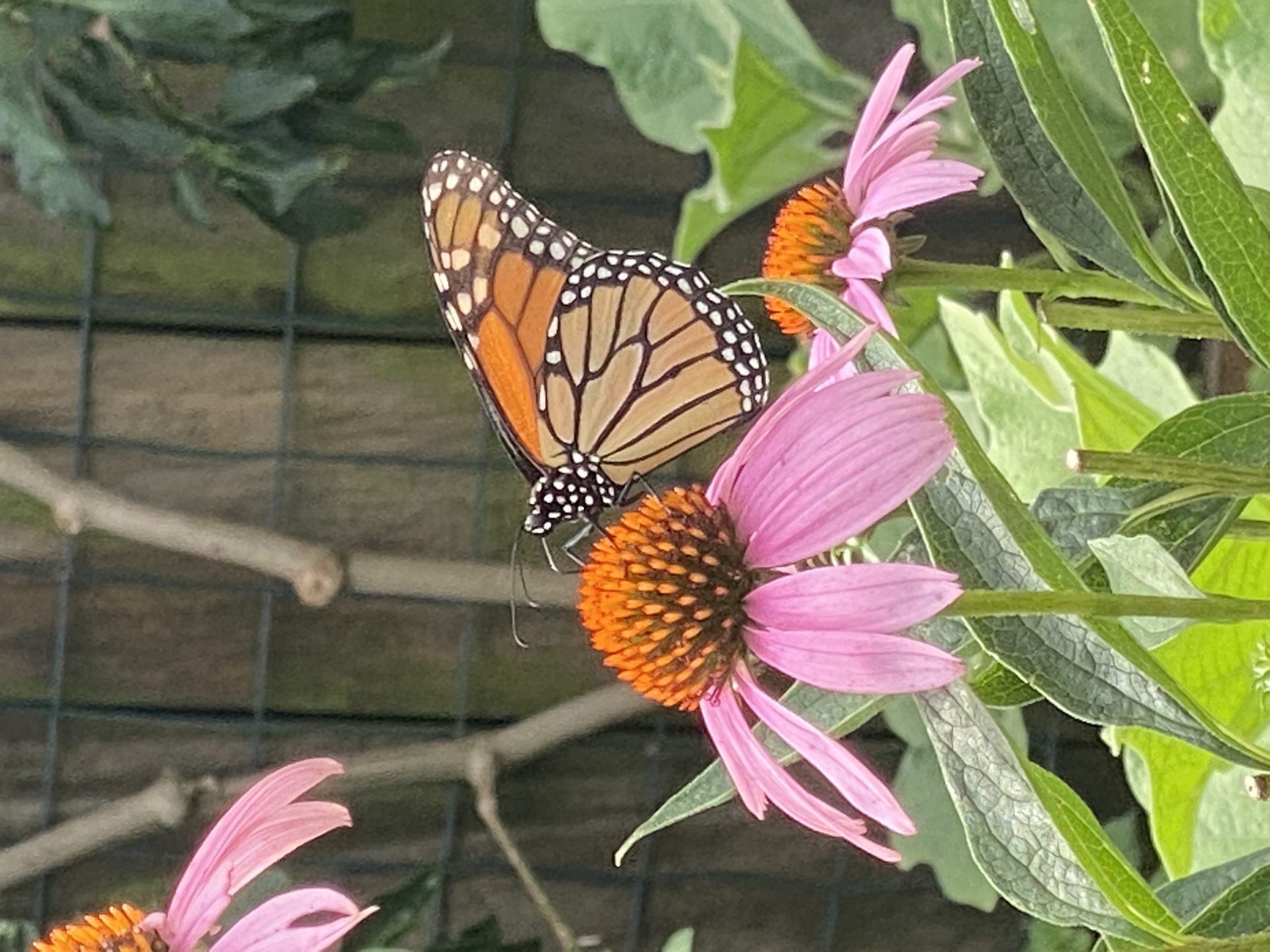 My echinacea