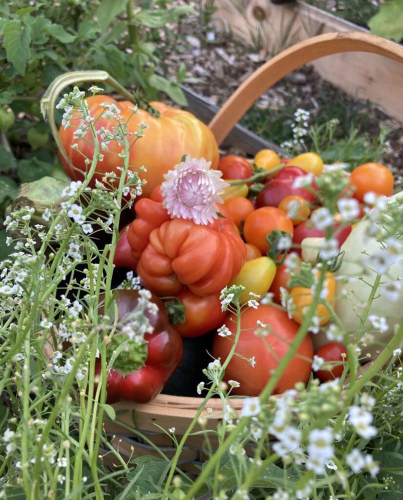 Rainbow harvest