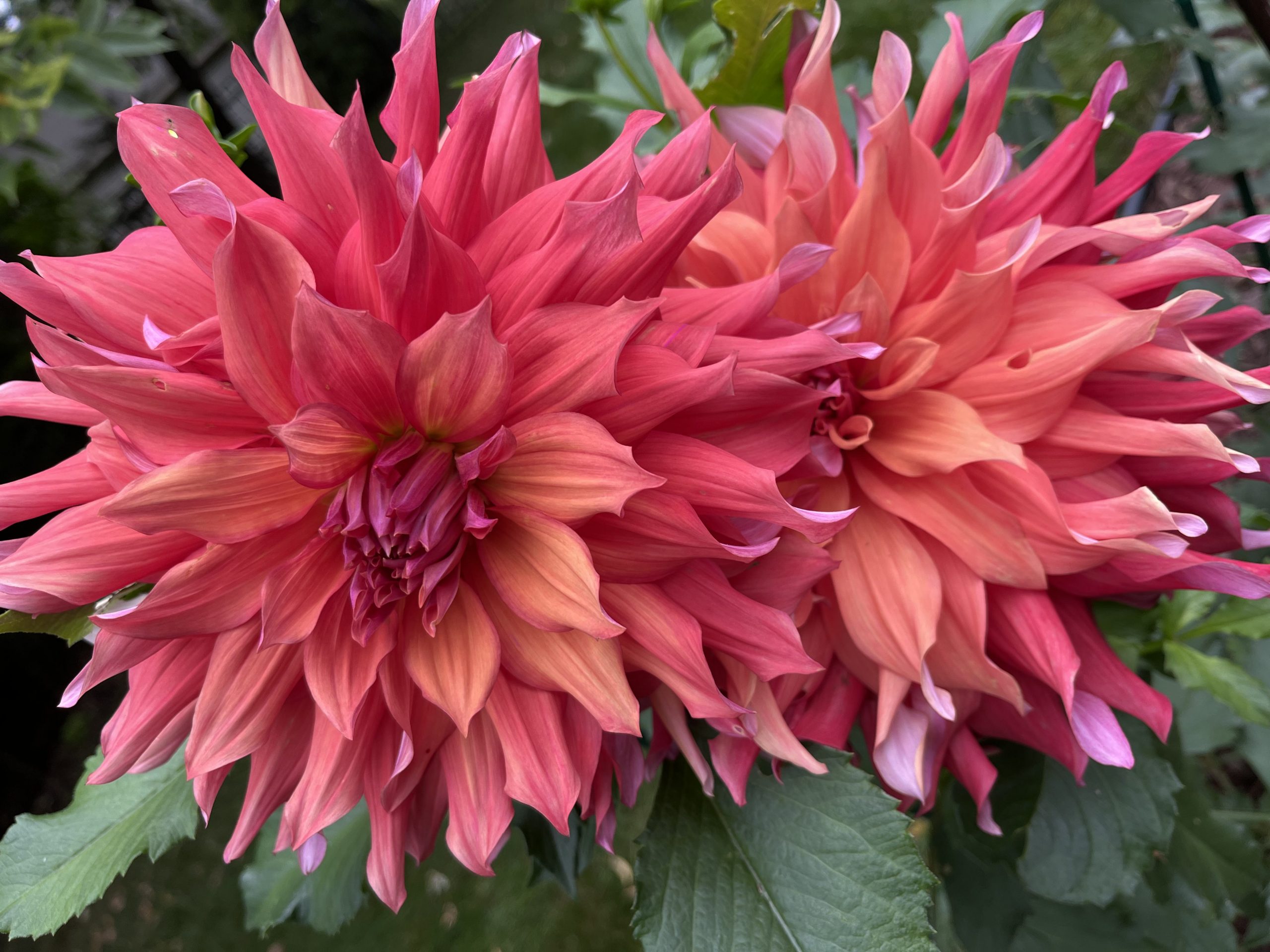 Dahlias-1st Year Success!