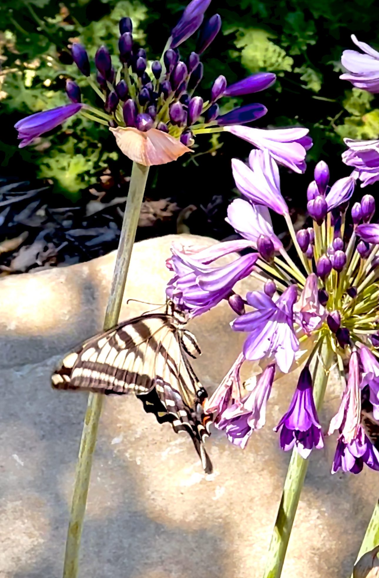 African Lily and Butterfly