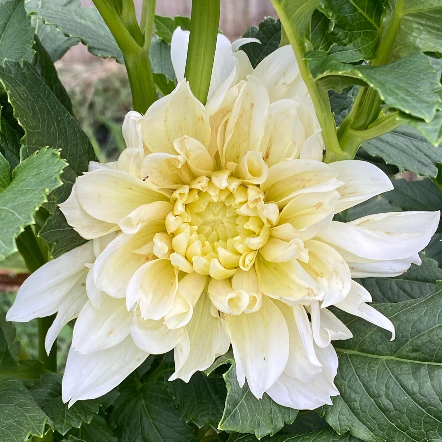 First Breakout Dahlia