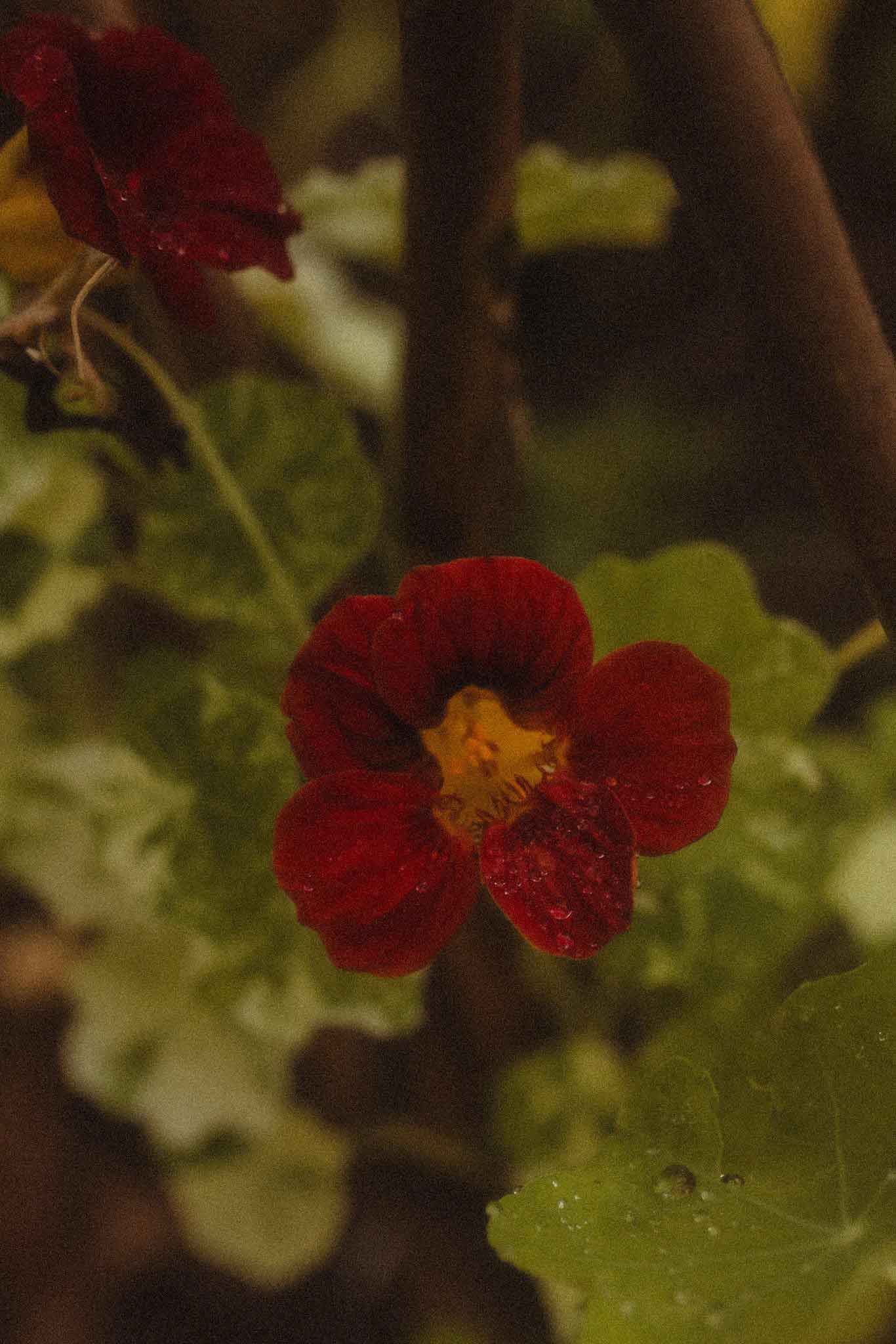 Nasturtium in the morning rain