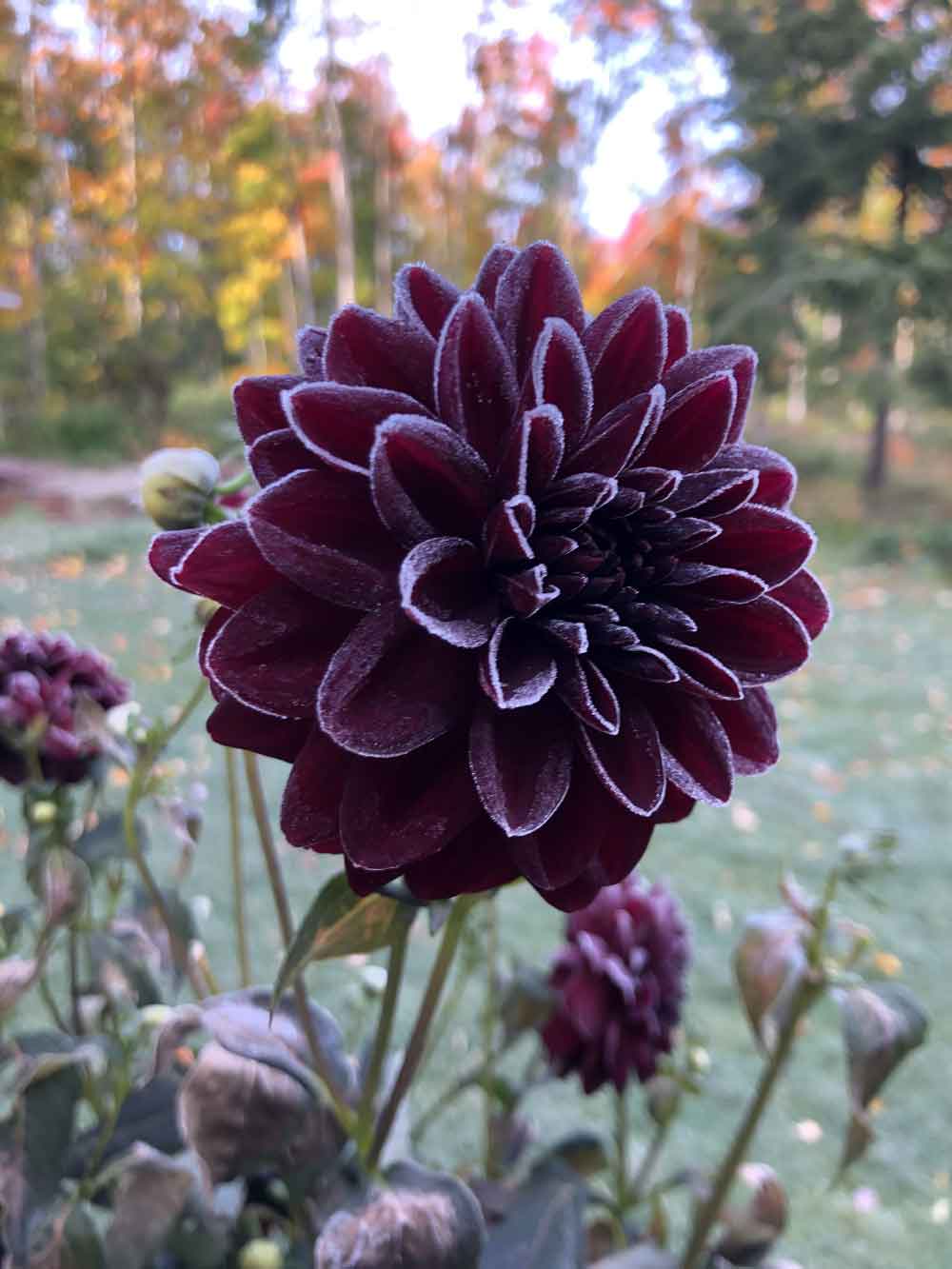 Hello Kill Frost, Goodbye Dahlias